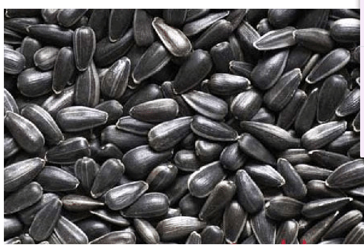 批发大面积农作物种子 油葵种子 杂交品种 200克装 亩用种400克