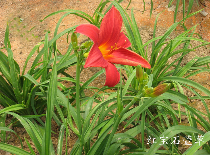 金娃娃萱草红宝石萱草大花萱草绿化苗木花卉品种齐全地被植物