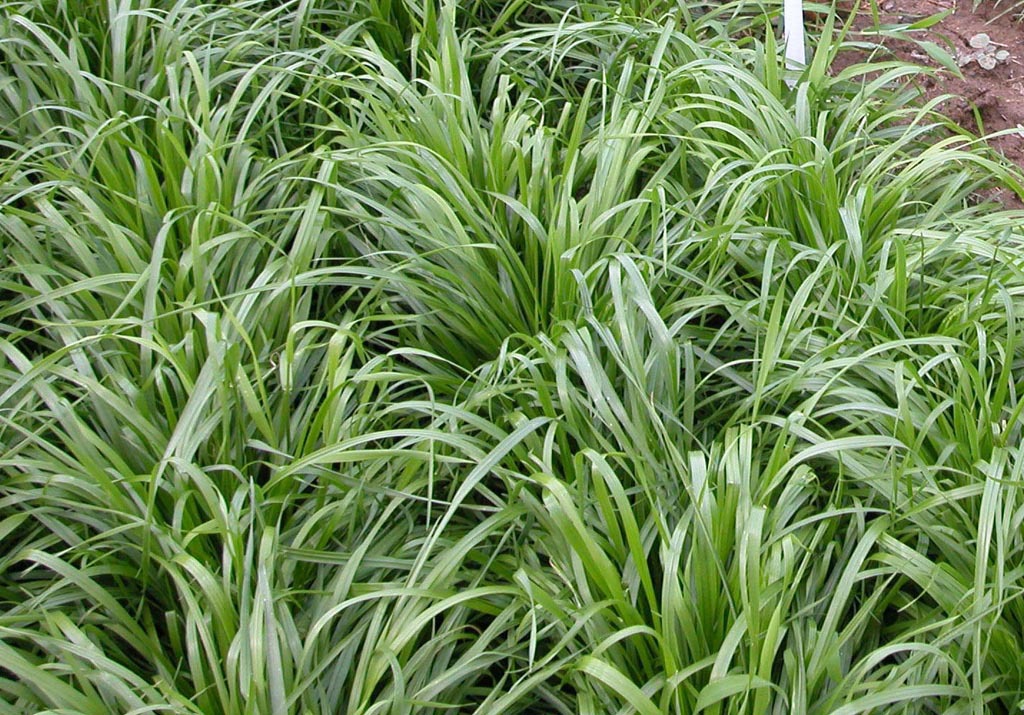 直销黑麦草牧草种子 黑麦草草籽 草坪种子 鸡鸭鱼鹅牛羊等专用