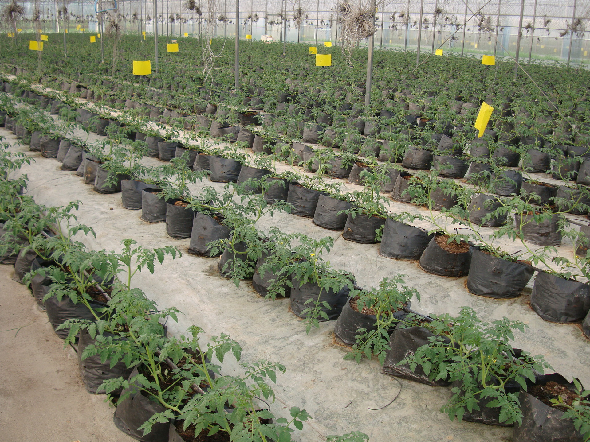 生升 无土栽培基质 营养土种植 有机无土种植 番茄 西红柿专用