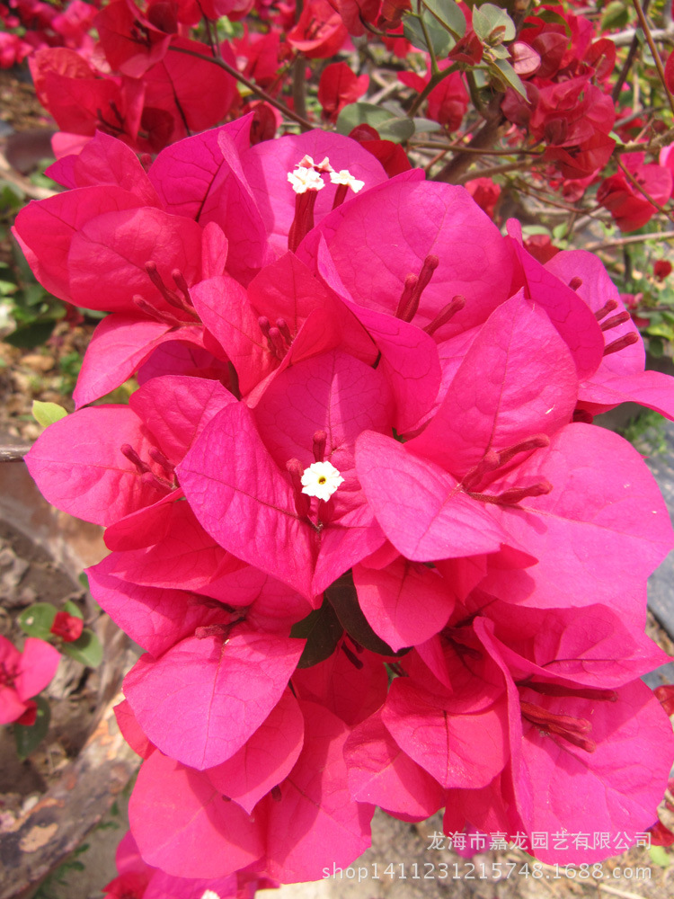 盆栽市花 三角梅同安红(大红)花卉大型园林绿化 生态园植物