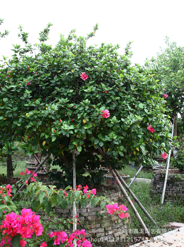 朱槿扶桑树 佛槿照殿红 红花大型苗木批发 园林植物布置景观展览