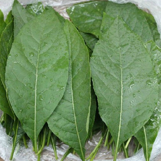 厂家直供马口优质抗癌 降三高 清热解*南非叶将军叶苦茶鲜叶 厂家直销