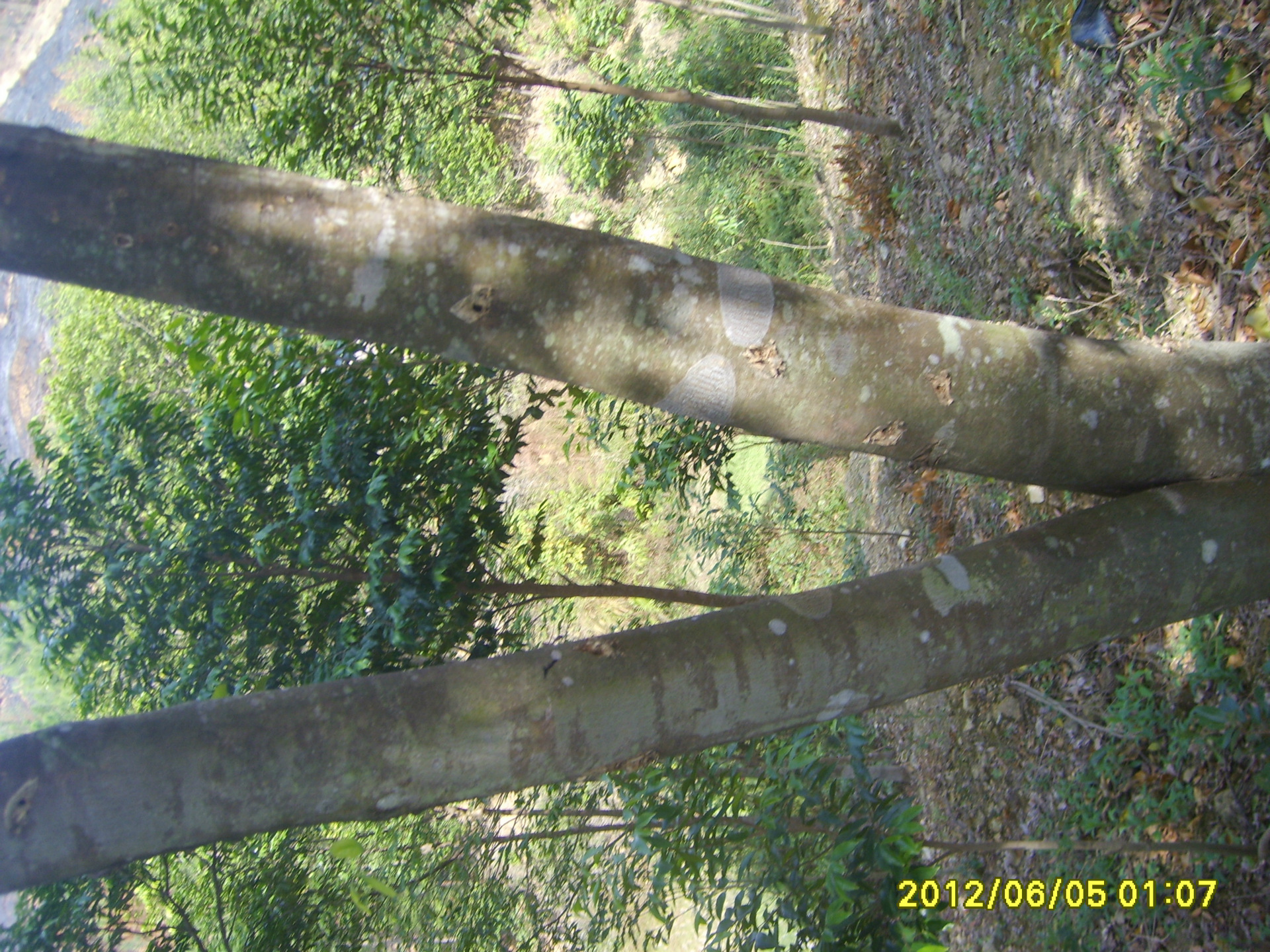 沉香 批发 海南高含油沉香片抽烟条 烟沉香 量大