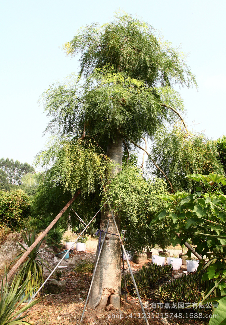 象脚树园林景观布置沙生馆大型植物象腿树辣木树diospyros ferrea