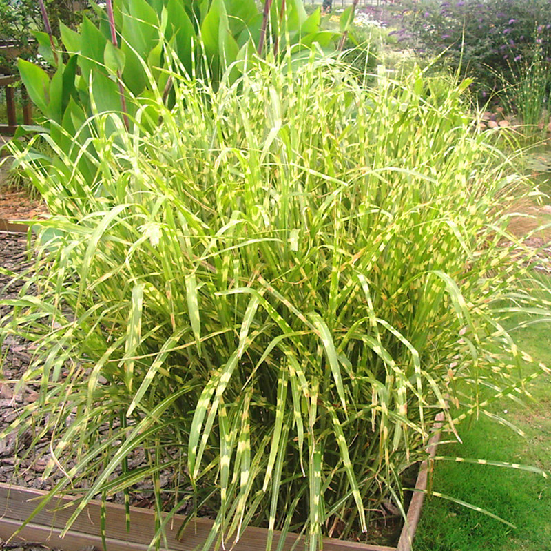 基地供应商常年销售各种水生植物斑叶芒小苗量大优惠欢迎订购