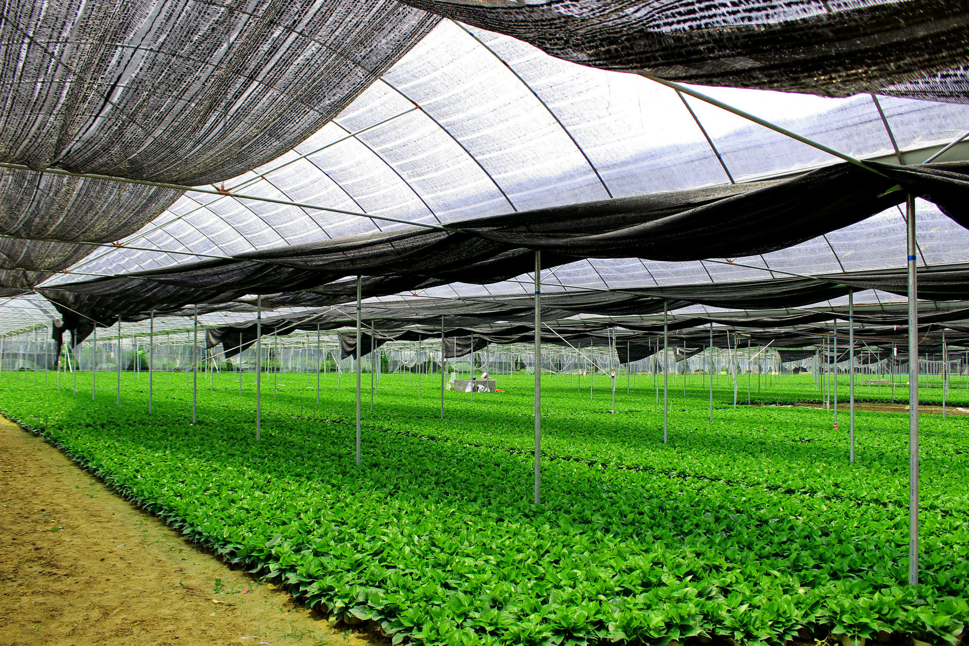 田大姐绿萝黄金阁吊绿萝盆栽水培绿萝花盆栽吊兰室内花卉批发