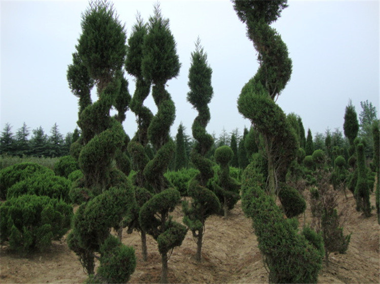 安徽黄山带土球蜀侩小苗 带营养钵蜀侩树苗图片