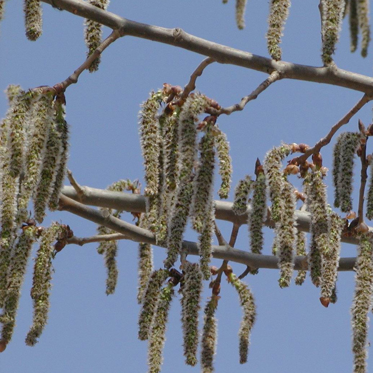 【大福源园林】林毛白杨 意杨 速生杨树苗 杨树小苗 规格齐全