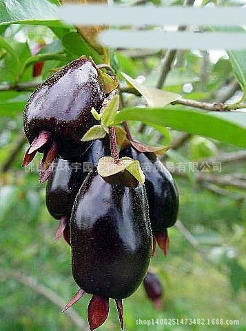 樱桃种苗_基地批发\/巴西长果黑玫瑰樱桃果实4