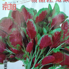 蔬菜种苗_蔬菜新品种可食用番薯叶种苗