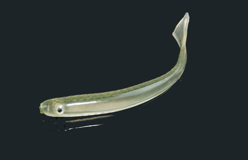 仿真假饵空心鱼 9cm超软鱼形 软饵 仿