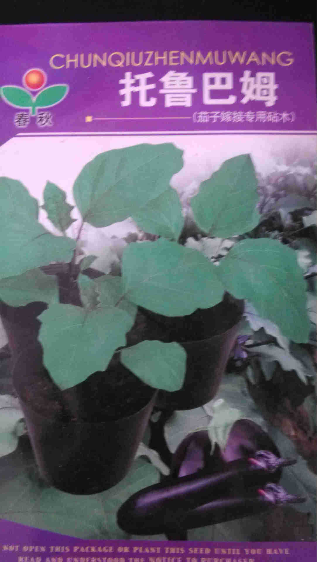 托鲁巴姆砧木种子