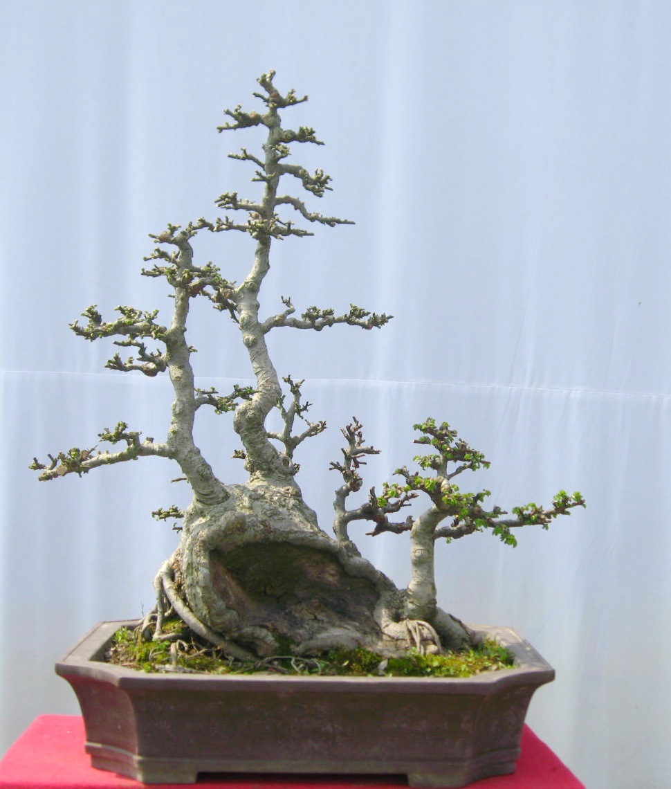 精品丛林式榆树盆景盆栽榆桩绿化造