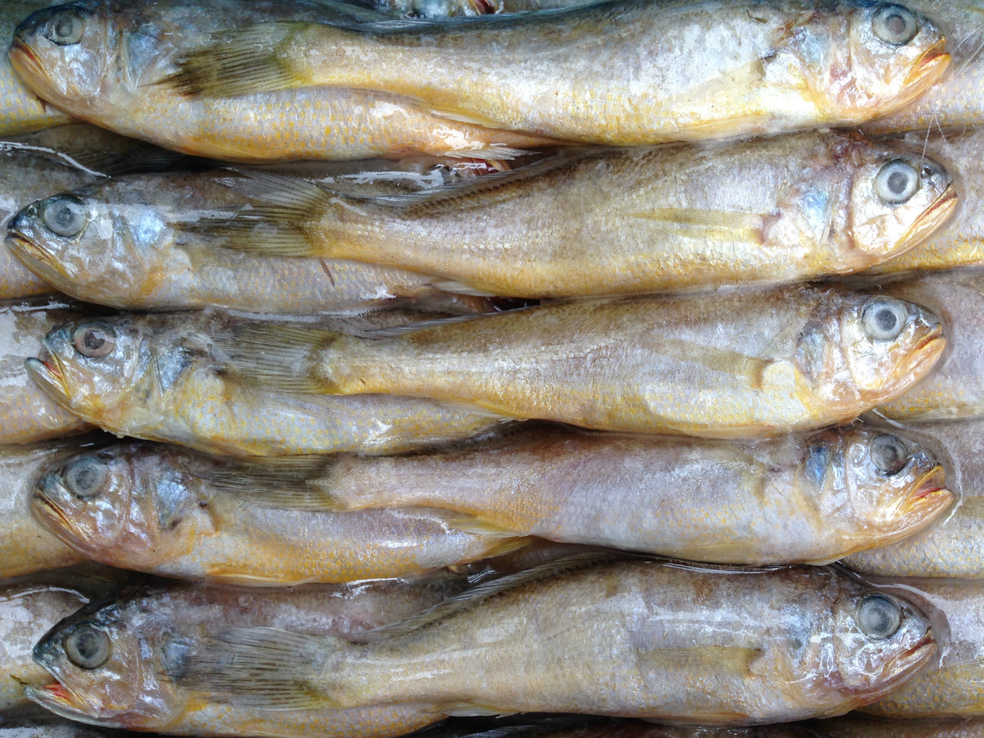 野生冷冻黄花鱼100克