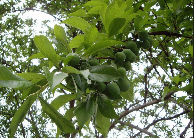 qq头像风景唯美_qq头像风景图片李子树叶子_qq唯美头像风景