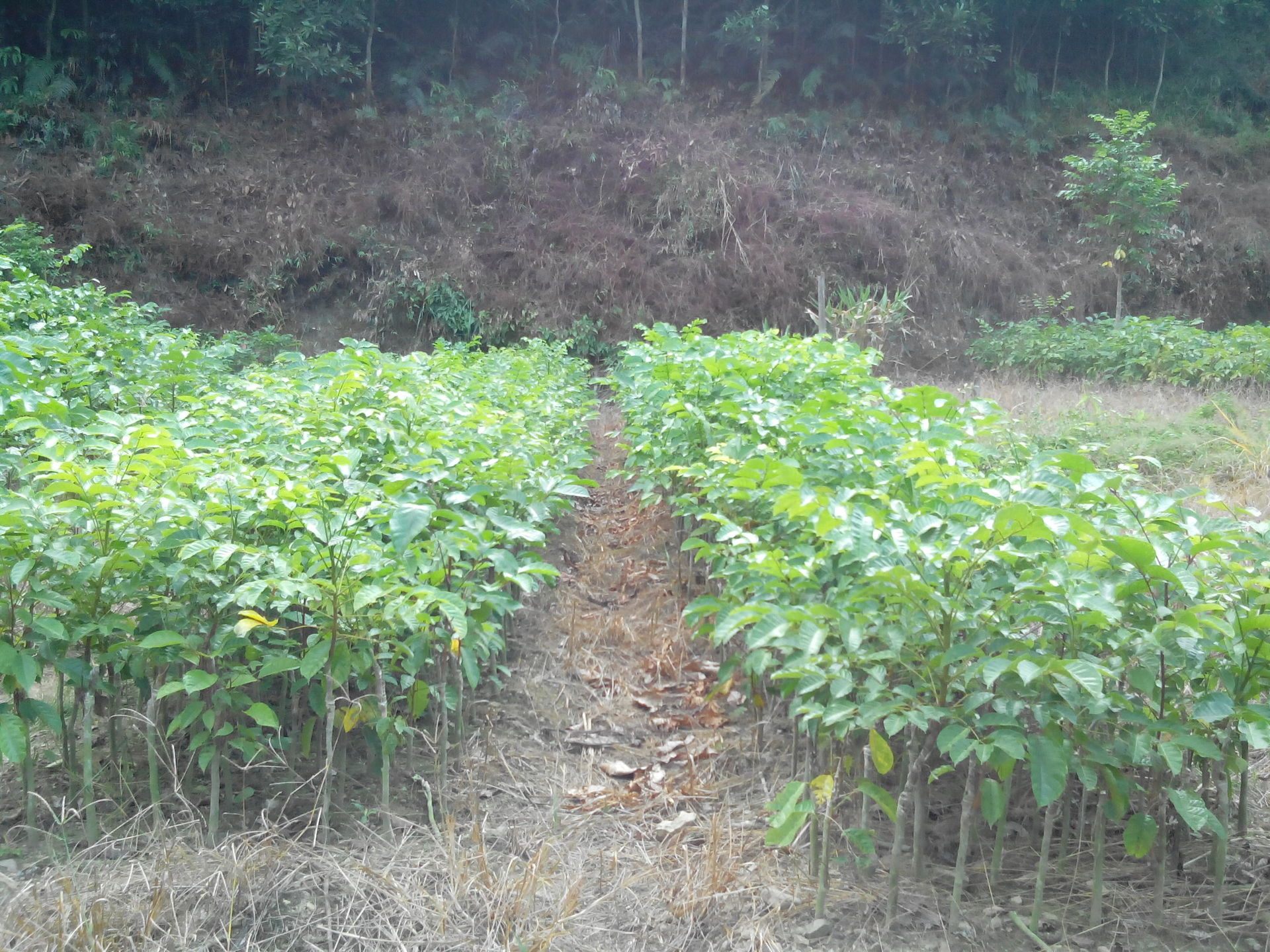 高产矮化乌榄苗(带营养杯)高纯度品种矮化乌榄苗基地苗圃直供