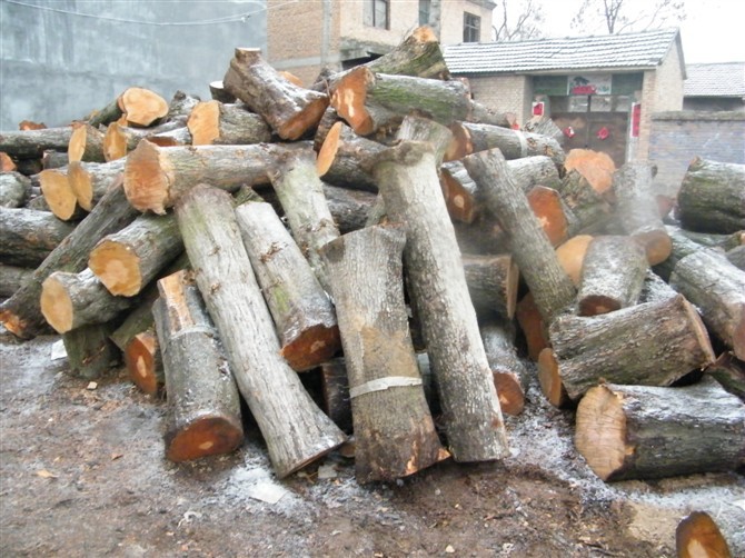 原产地销售 梨树身 原木 木材 工艺品加工 **家具厂原材.