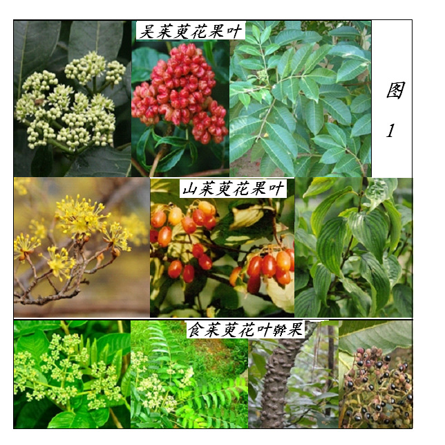 九月九日山东兄弟中的茱萸是吴茱萸还是山茱萸