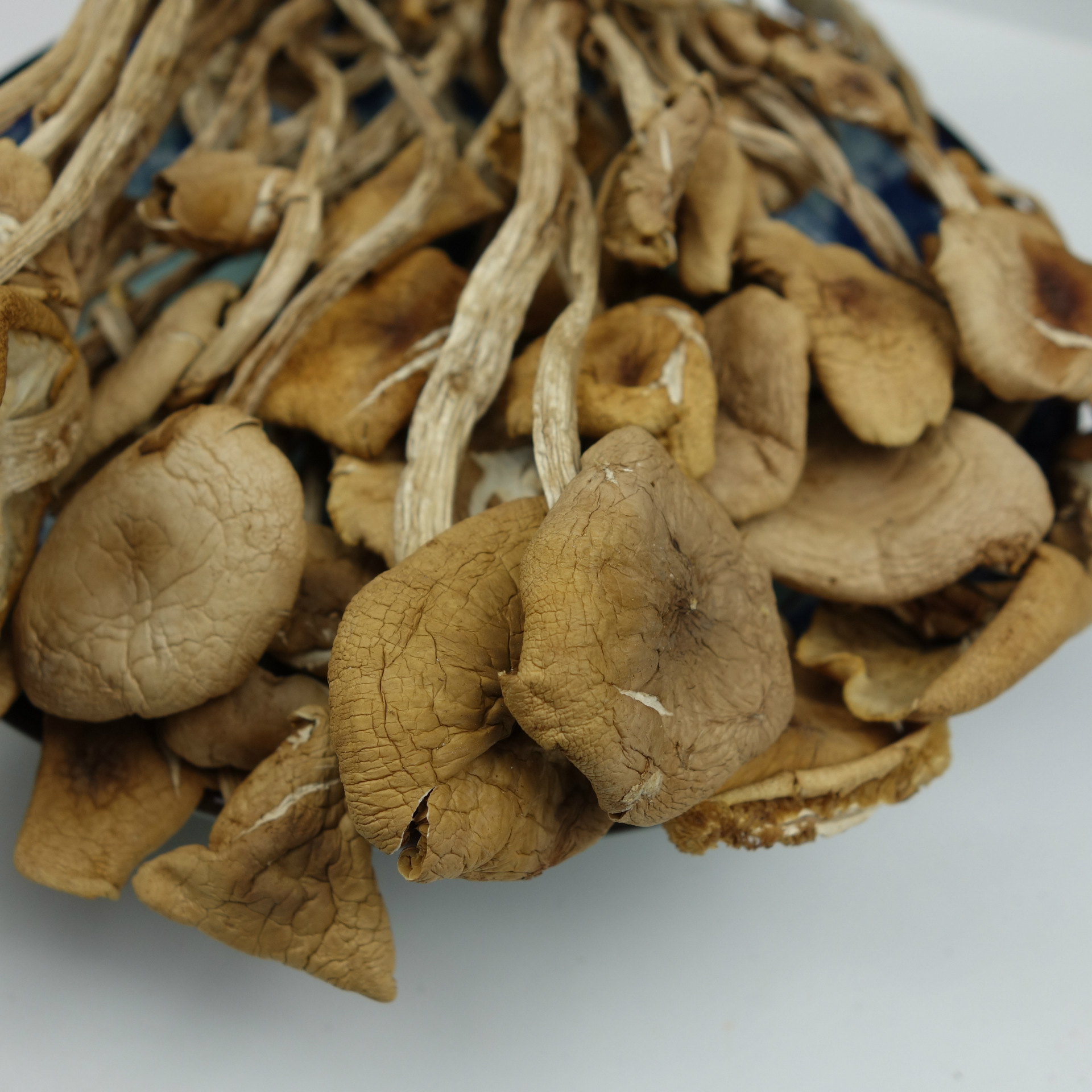 古田茶树菇茶薪菇冰菇苞开伞特产干货新货500g