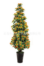 小金桔树价格_最新小金桔树价格\/批发报价_小