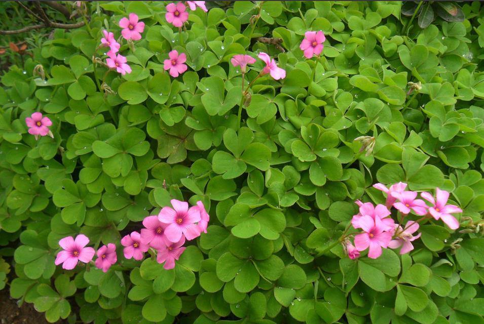 出售林木苗木新货 红三叶草种子 加拿大进口红花三叶草籽 草种子