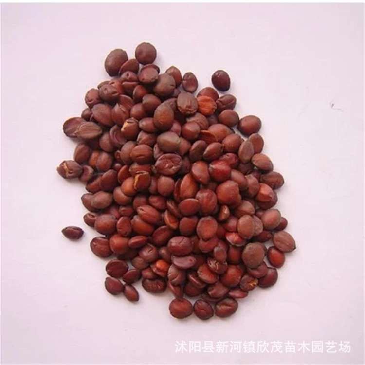 批发酸枣仁种子枣核 野生酸枣种子价值极高 质量好发芽率很高