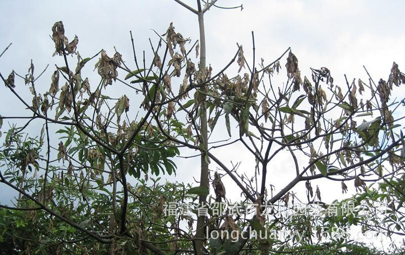 危害特征:    盆架子绿翅绢野螟,属鳞翅目,螟蛾科,幼虫常吐丝将两片