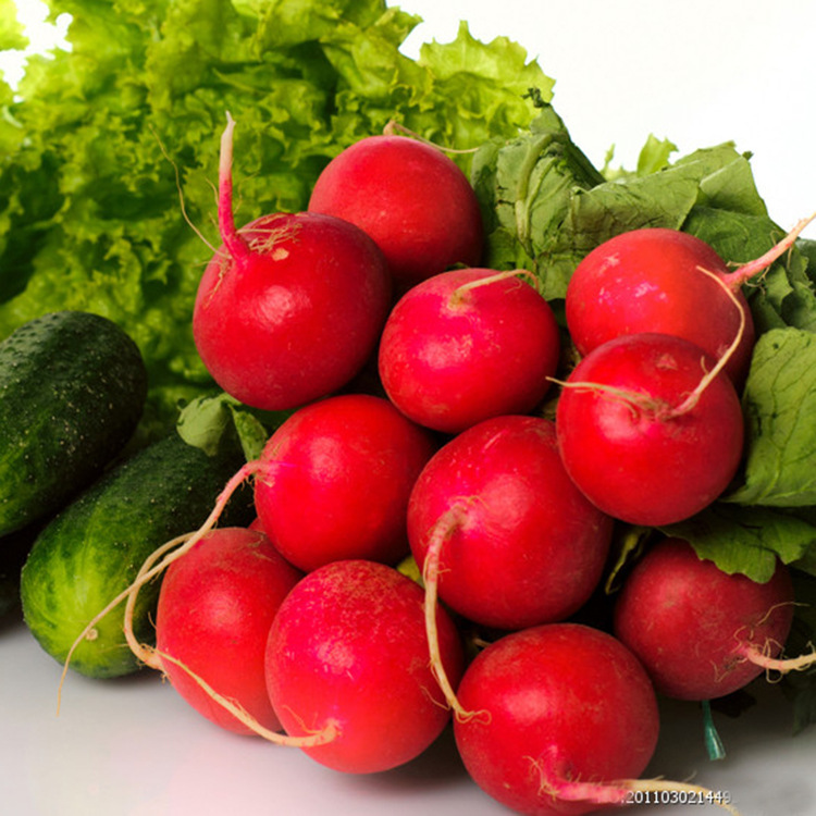 优质种子 杂交种子 红丁萝卜种子