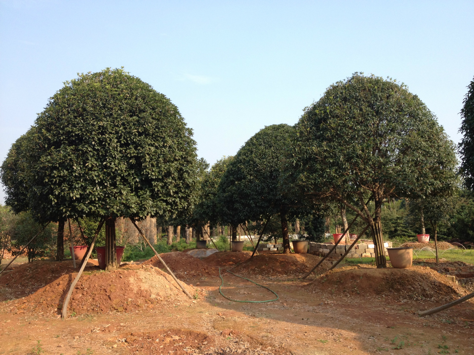场地胸径15公分桂花广西桂花树湖南苗木