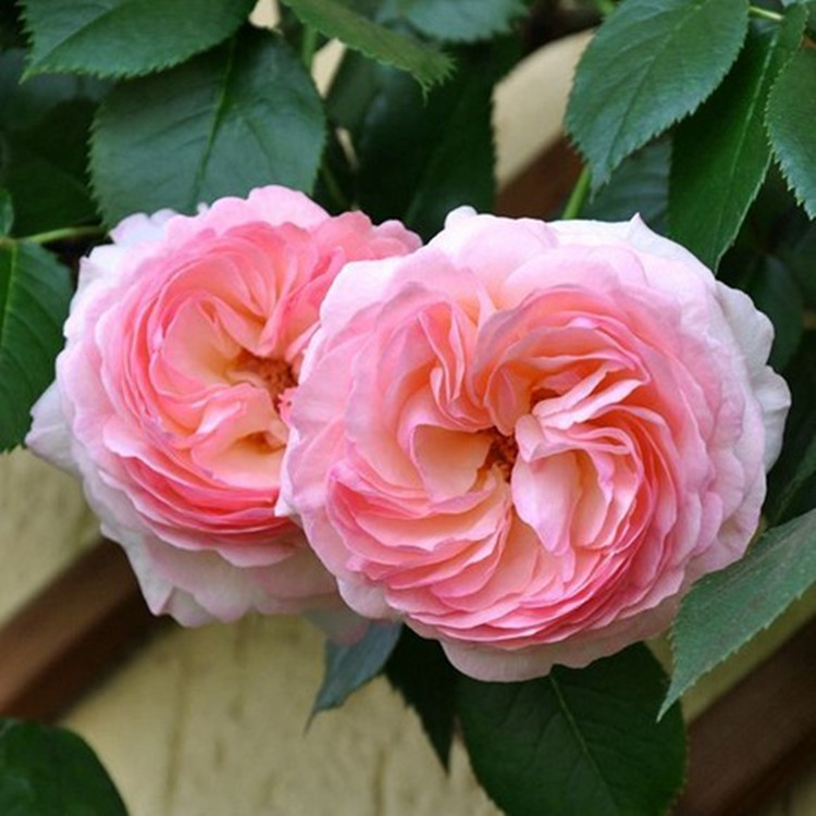 粉色龙沙宝石月季图片图片