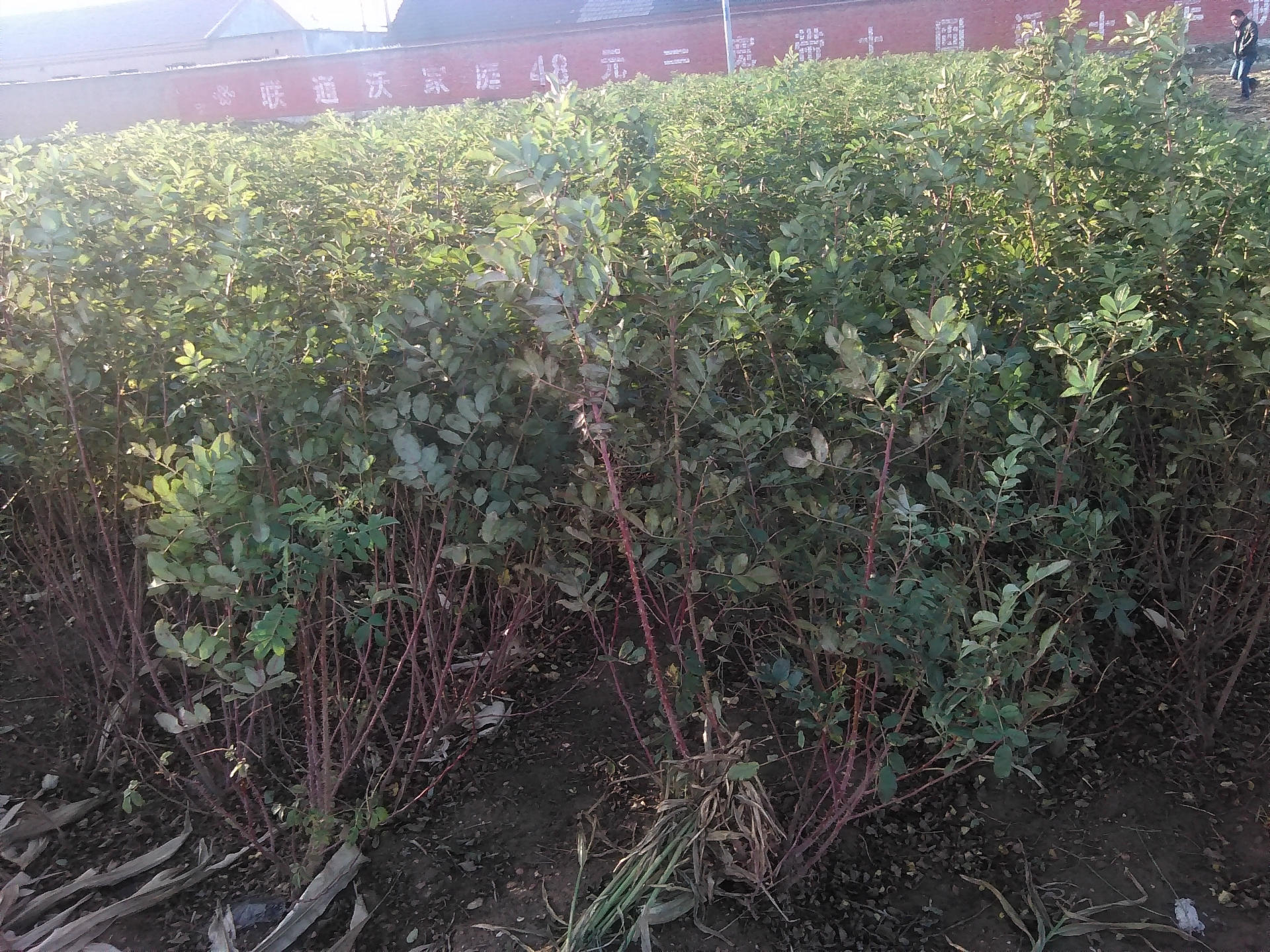 优质平阴玫瑰苗 食用丰花一号玫瑰苗 耐寒耐旱 低价批发【图】