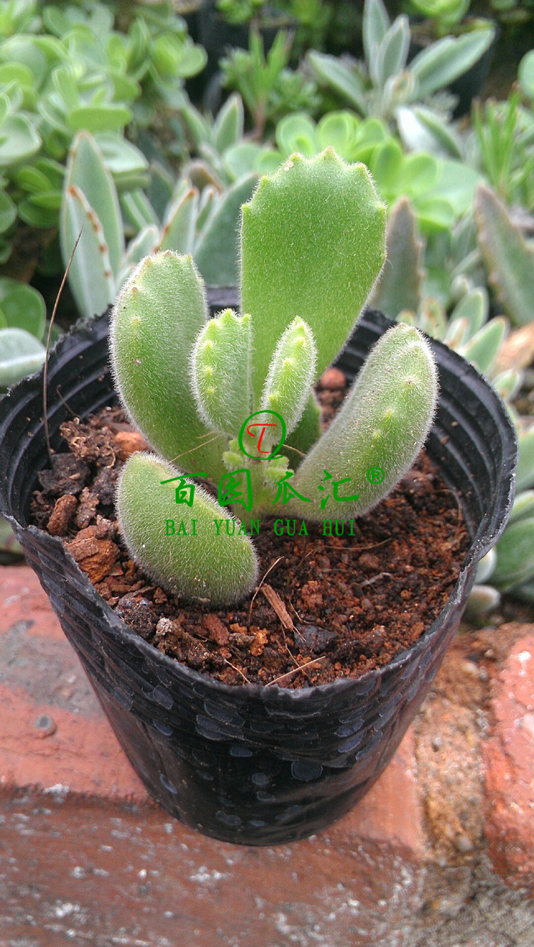 多肉植物批发 熊童子 中等苗4cm左右 一般4片叶子多的6片 防辐射
