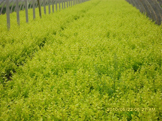 批发花灌木 绿篱植物 金叶女贞苗 金叶女贞球 金叶女贞价格