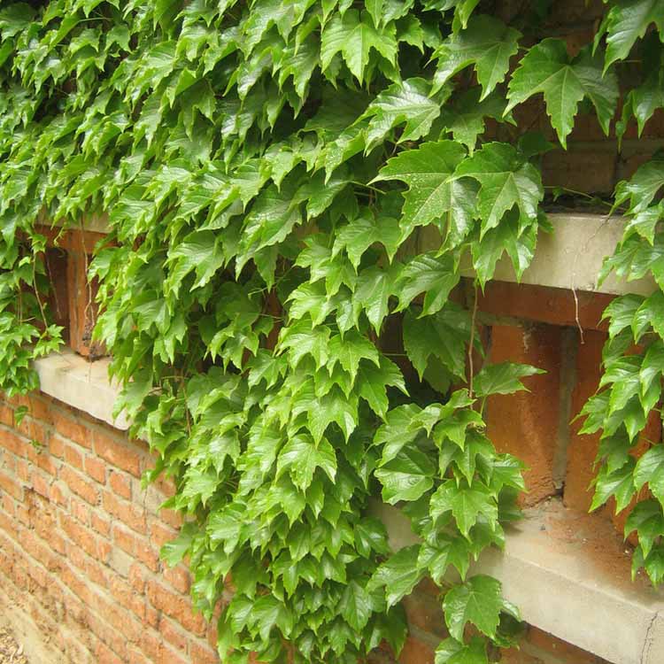 特价供应爬山虎 常青藤 三叶,五叶地锦苗木特价右玉县