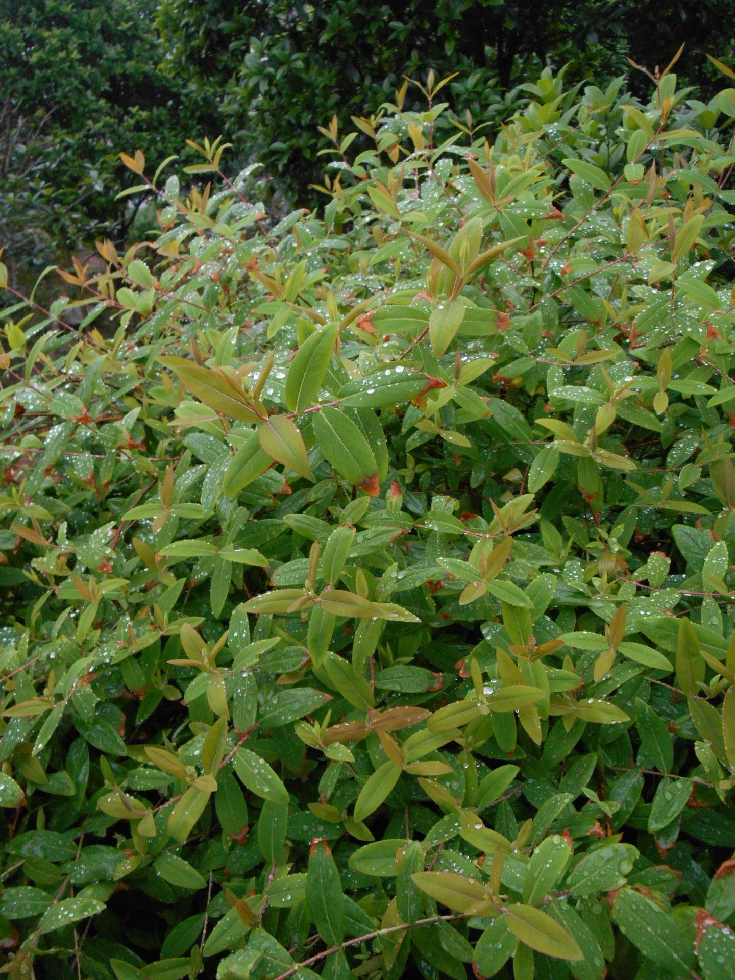 批发金丝桃 金丝桃小苗湖南金丝桃价格