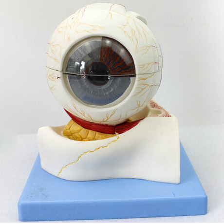 人体 眼球构造放大模型 眼科 眼睛模型