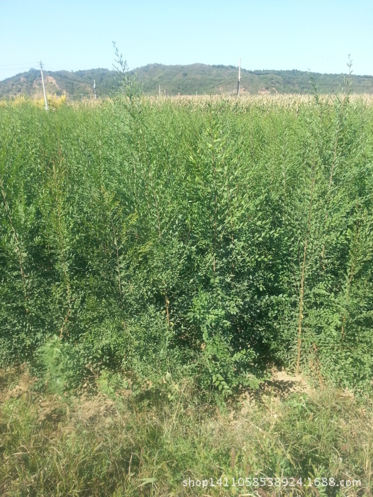 批发榆树小苗 金叶榆苗木 绿垂榆苗