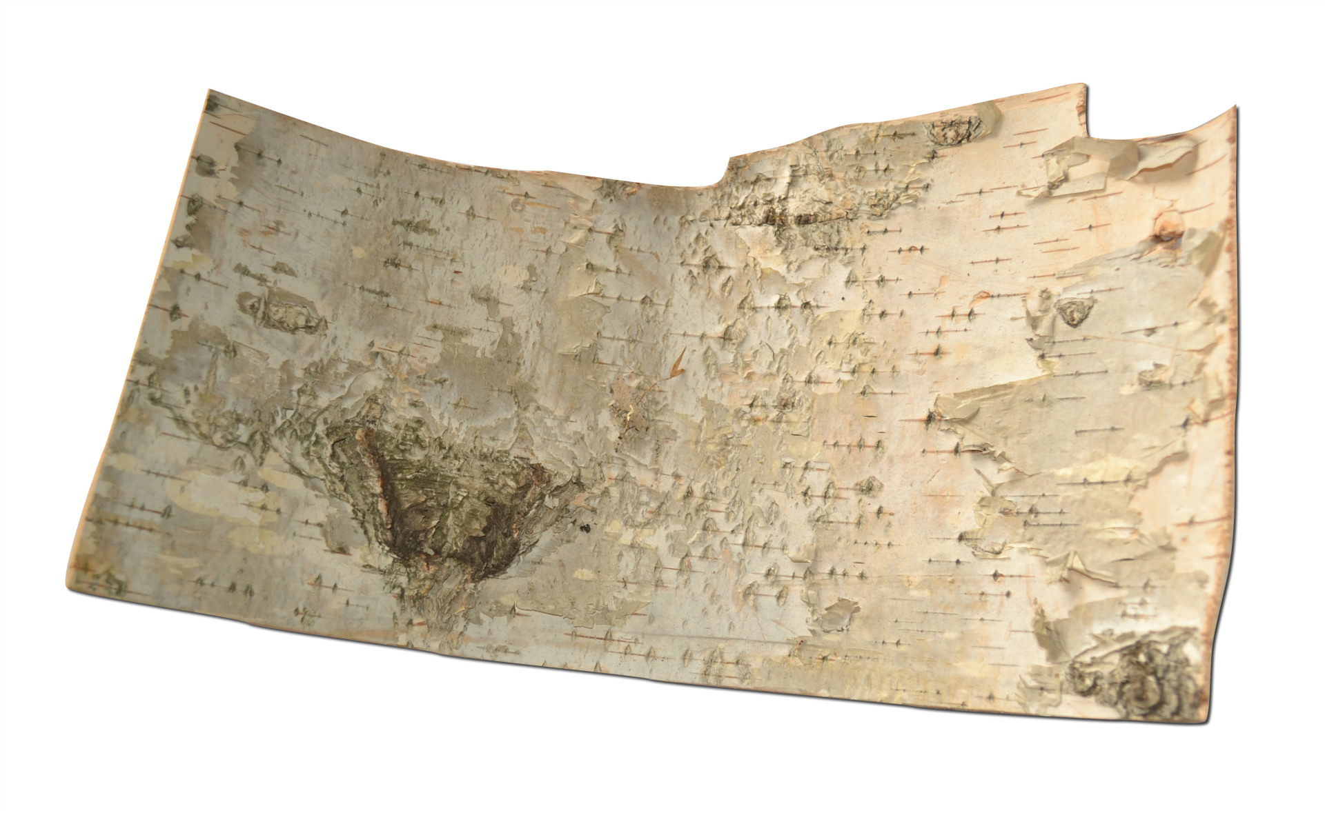 供应厂家热销高品质天然花材桦树皮 量大