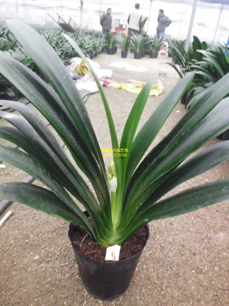 供应中国君子兰 福建花卉 批发 直销 君子兰