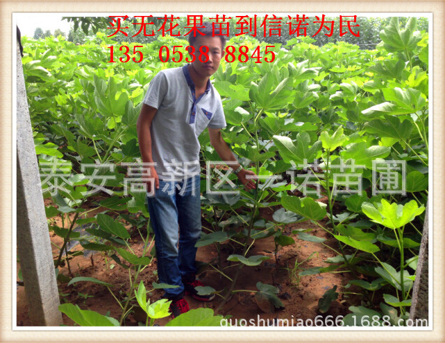无花果苗
