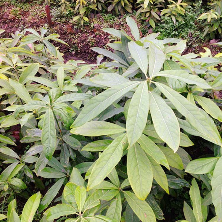 基地供应大叶桢楠 工程绿化 量大优惠