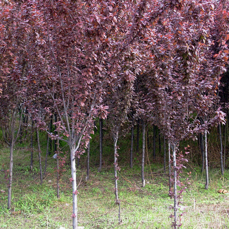 高产紫叶李子 大量批发紫叶李子 厂家长期供应优质紫叶李子