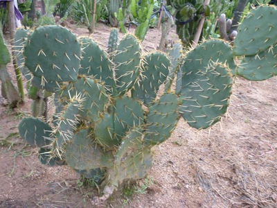 金武团扇仙人掌 金武扇 沙生植物造景经典品种,基地直销