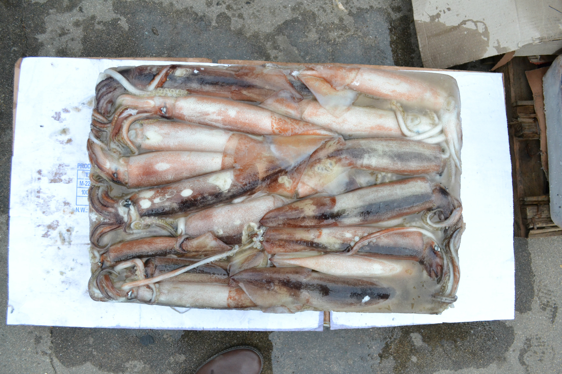 南光食品直销 船冻鱿鱼原料 北朝,北太鱿鱼 规格齐全