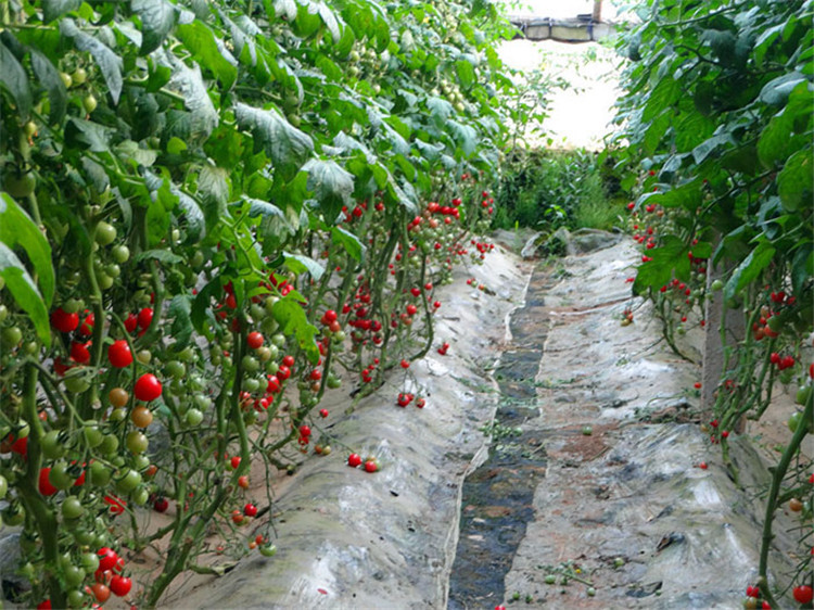 水果基地种植新鲜健康樱桃小番茄可订货