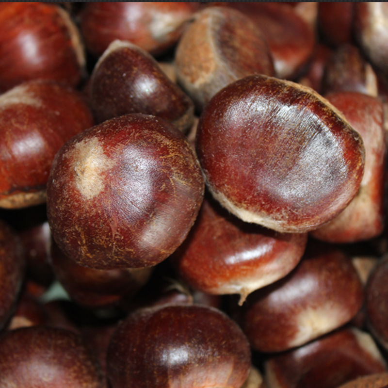 供应 新鲜生板栗 **板栗 蒙山大栗子批发油栗不满意包退