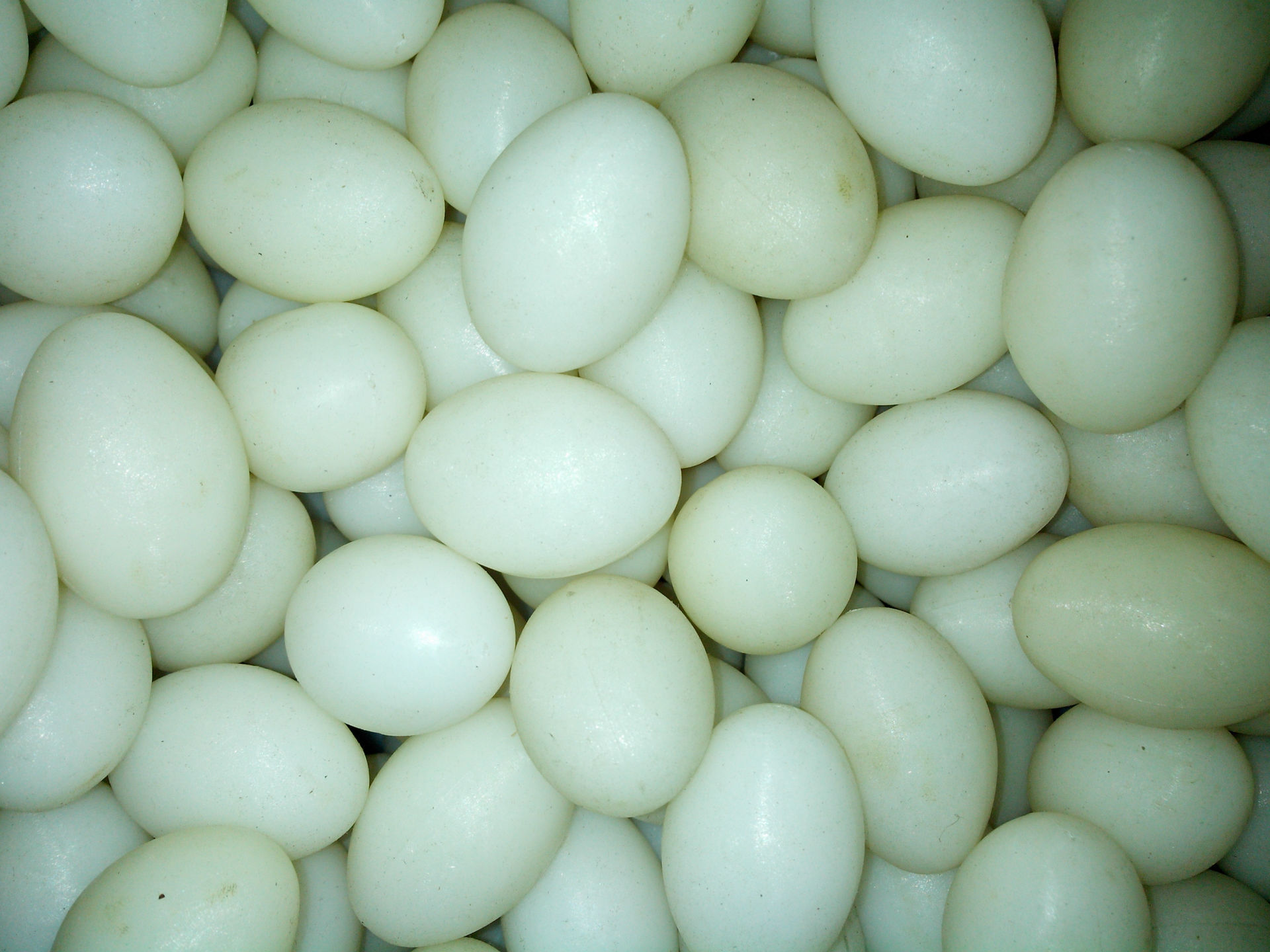 供应假鸽子蛋 假蛋 优质塑料实心假蛋-阿里巴巴