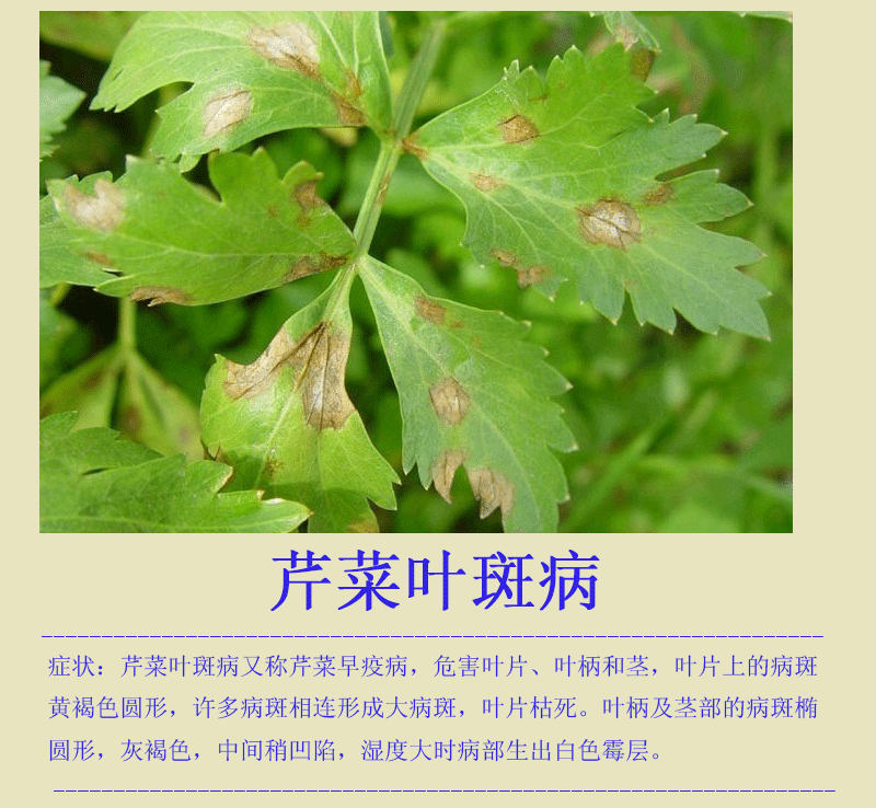 专治白菜芹菜立枯 猝倒 死苗 死颗 烂根病症杀菌剂农药 批发直销