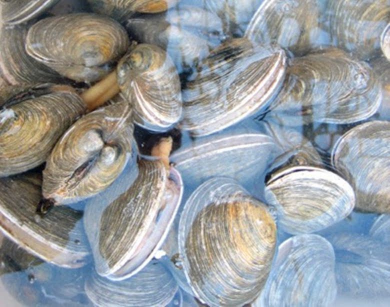 批发供应天鹅蛋山东青岛海鲜贝类自助餐烧烤